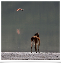 Guanaco - Flamingo Guanaco - Flamingo